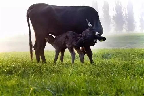 黑瓜吃料正能量官网黑牛,黑牛引领健康生活新风尚