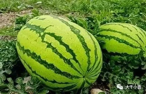 51大赛吃瓜黑料网 每日大赛,揭秘每日大赛幕后风云